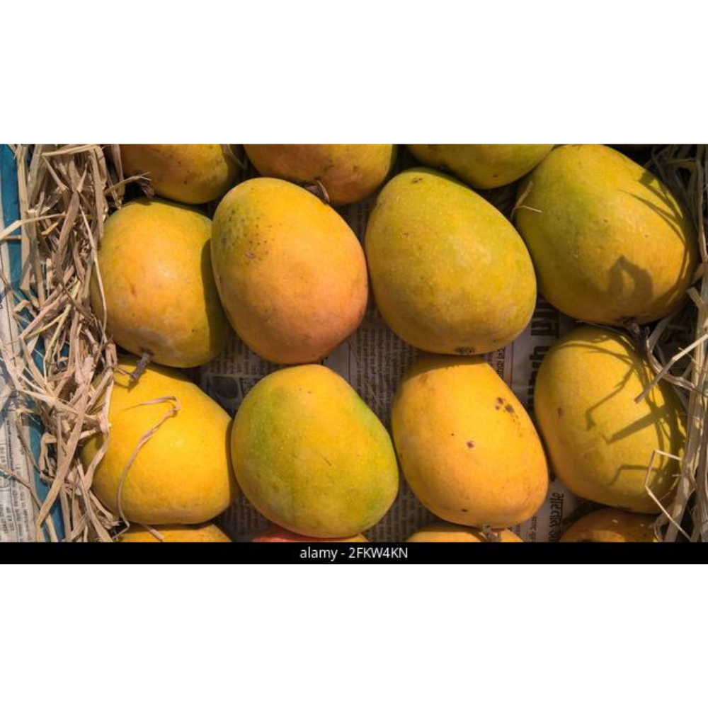 VegiNatural Alphonso Mango Slice - Image 3